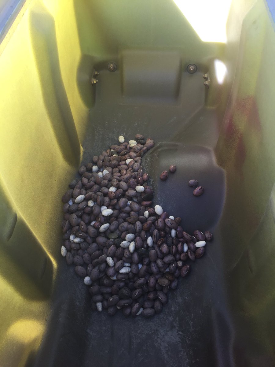 ajw545's tweet photo. #plant17 Fremont bean. Only commercial acre in production this year in the world. #foundationseed #wordenfarms https://t.co/r3ksPEGKRg