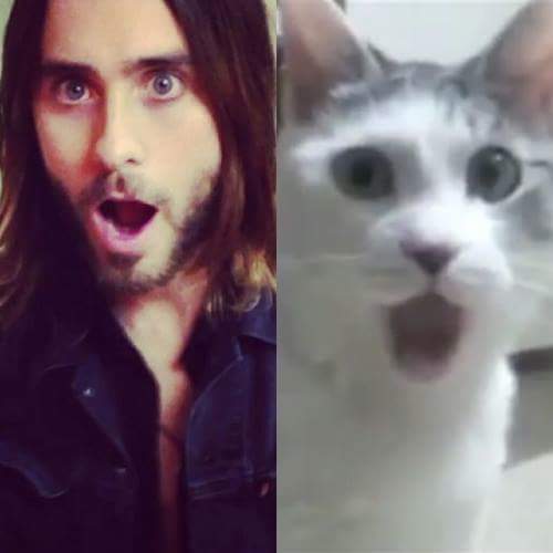 EchelonFamily_'s tweet image. Close enough 😲😁 -C
#JaredLeto #cat #sameface