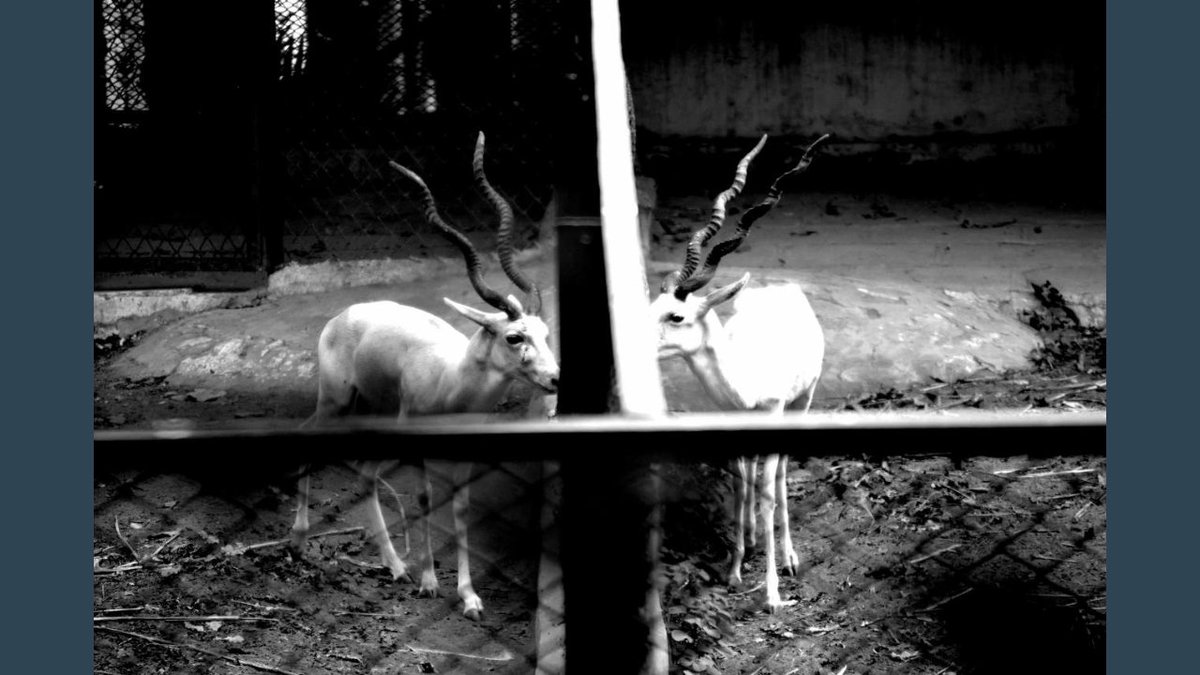 TwinklePancholi's tweet photo. #love cant be contained by #cages... #love sans #borders. #animals #deer #fences #zoo #nature #wildlife #photography #circumpunctstudio https://t.co/LZge5Y9o4D