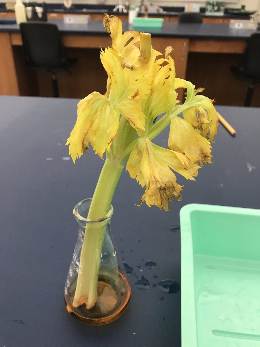 luckymermaid18's tweet photo. Transpiration at its finest. You can see that the orange dye was absorbed by the celery stalk. #Bio120Sum17 @NutmegSomething @HarperCollege https://t.co/gL5Zk8QjMT