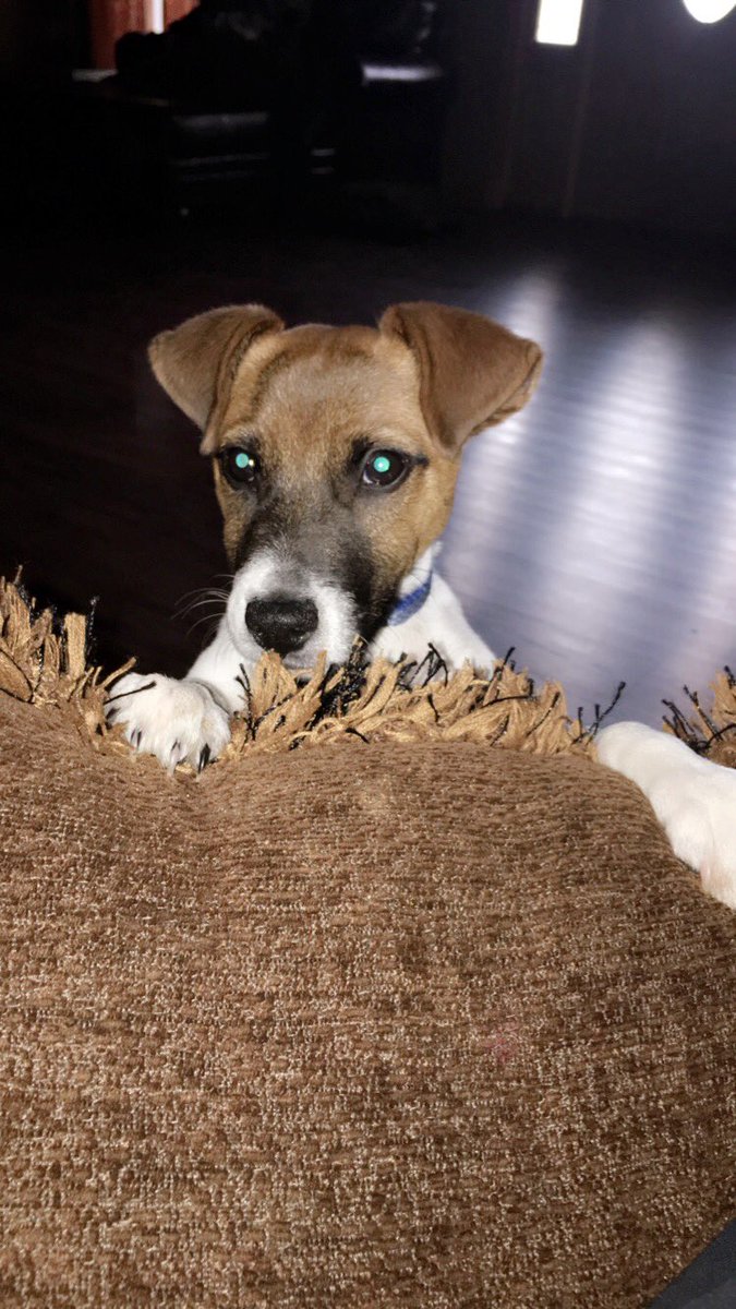 parTAY_'s tweet photo. here's some pics of my pupper :) https://t.co/yx5eDHtj6i