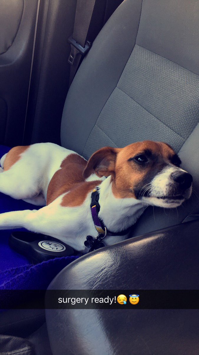 parTAY_'s tweet photo. here's some pics of my pupper :) https://t.co/yx5eDHtj6i