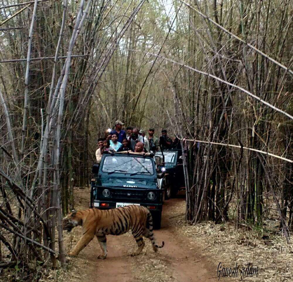 Tadoba Andhari Tigers reserves is closed in 30-06-17