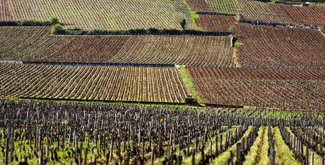 lefigarovin's tweet photo. Aubert de Villaine : "Le vin est une composante incontournable de notre culture" https://t.co/9eLX0LhT7z https://t.co/CL1exO0u8d