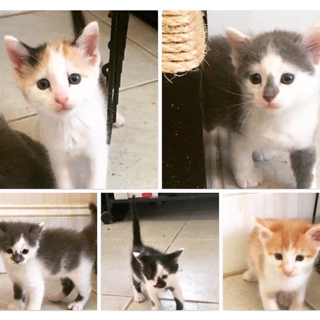 causeforpawsfl's tweet photo. Meow 🐱 will u take me home with you 🙏🏼 #AdoptDontShop #AdoptMe #RescueCat #RescueKitten #CatLife #Foster #CatAddicts #PawLife #KittenLovers https://t.co/KZdqAcweDl