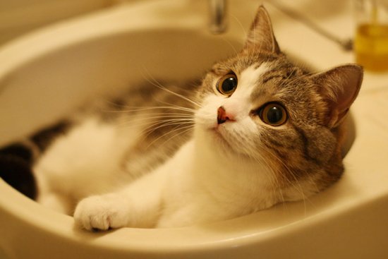 今日のにゃんこ Today Cat Bot Twitter 今日のにゃんこ Today Cat Bot Twitter