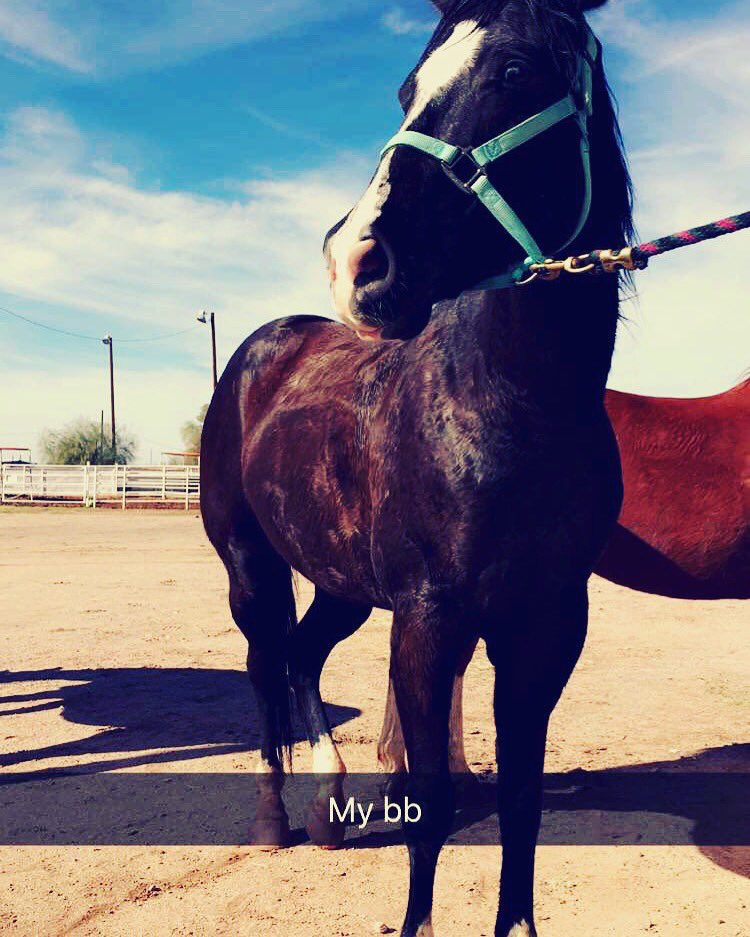 Ashleigh3223's tweet photo. Rest in paradise pretty boy ❤️️ 6-13-17 Baxter black https://t.co/mXJqHFZeqh