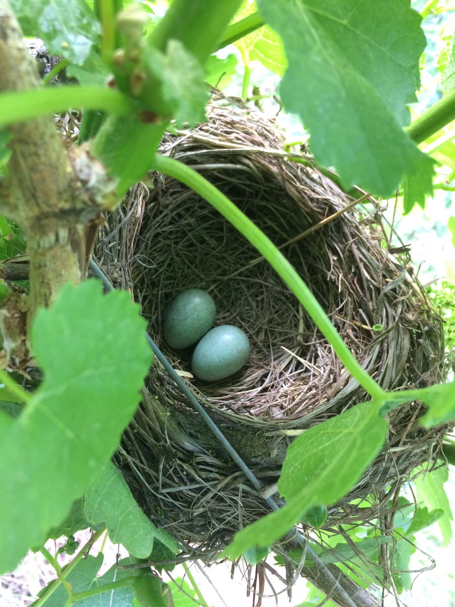 Vogelnest in unserem #silvaner #weinberg in #franken