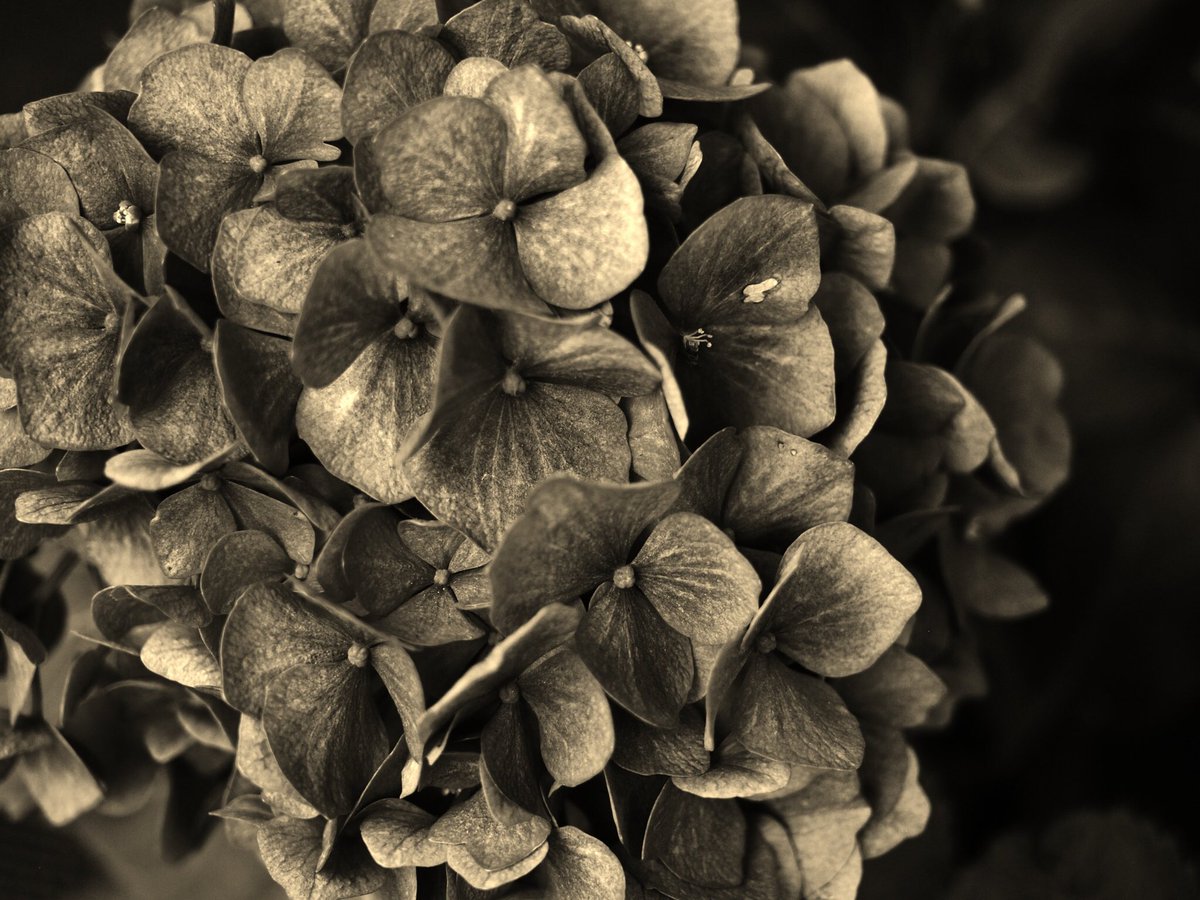 43synchronicity's tweet image. 昔のアジサイ。(嘘)

#photographer 
#写真で伝えたい私の世界
#サブカルチャー
#写真好きな人と繋がりたい 
#写真撮ってる人と繋がりたい
#写真
#しゃしん