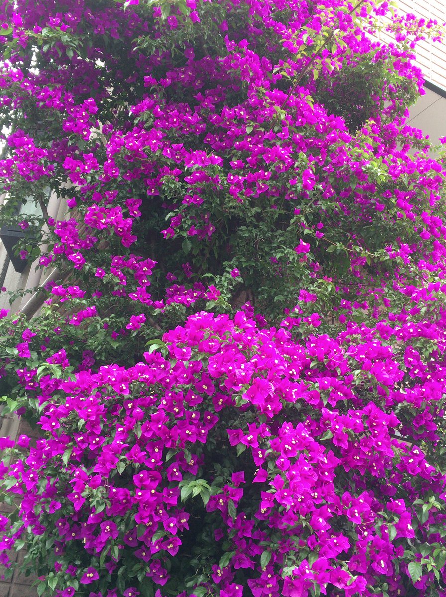 Chris 見事なブーゲンビリア ３mはあります ブーゲンビリア Bougainvillea ブーゲンビリアの花 ブーゲン Flower Flower 花 ハナ はな ガーデニング Gardening フラワー