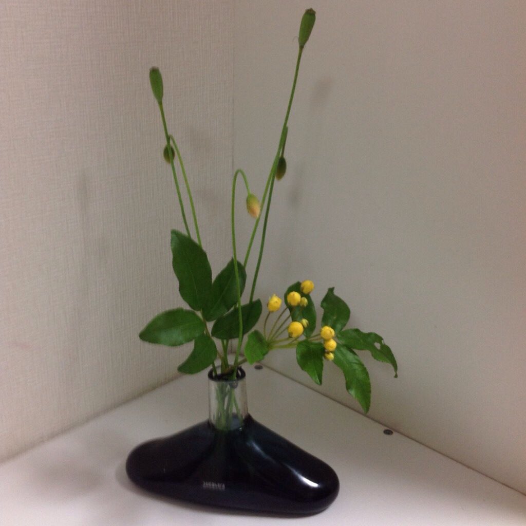 tukubasioda's tweet photo. @ikenobo550 @takanokousuke @comonana このツボミは増えすぎて困ってる、ナガミヒナゲシですよね https://t.co/GwJ644t98z