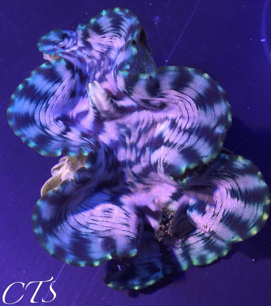 公式 Create The Sea クリエイトザシー トガリシラナミガイ入荷しています 他のシャコガイにはないタイプの綺麗な模様です サイズは9センチ ヒレシャコガイの方はビッグサイズ 15センチオーバーの個体もいます 大型水槽のお客様にオススメ