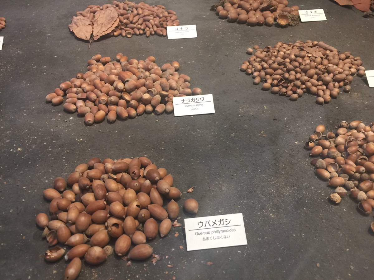 大阪自然史博物館ではどんぐりに味の感想がついている 他の展示やグッズもすごいよ Togetter