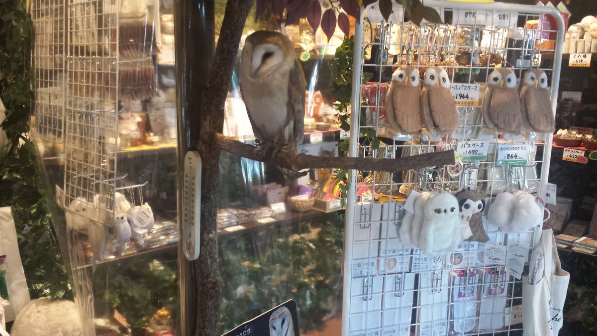 Palnart Poc Auf Twitter お取り扱い店舗情報 鎌倉へお越しの皆様 鎌倉小町通り松喜屋コマチビル3f 鎌倉 乃フクロウの森 では Palnartpoc の商品も展開中です 大人600円 子供300円の入場料をお支払いしたら様々なフクロウと触れ合う事が出来ます 鎌倉観光の Palnart Poc Auf Twitter お取り扱い店舗情報 鎌倉へお越しの皆様 鎌倉小町通り松喜屋コマチビル3f 鎌倉 乃フクロウの森 では Palnartpoc の商品も展開中です 大人600円 子供300円の入場料をお支払いしたら様々なフクロウと触れ合う事が出来ます 鎌倉観光の