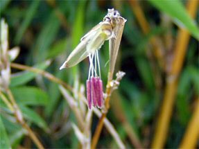 こぱんだ上等兵 嫌いな奴の家に竹を植えると家屋を簡単に破壊できて便利 とお馴染みのバンブーですが どのぐらい強力な嫌がらせなのかご確認ください