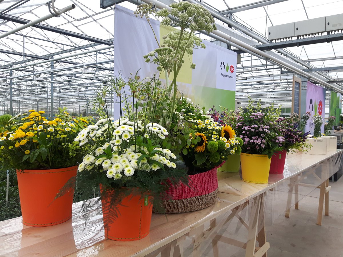 Nog geen tijd gehad om bloeiproef Snijchrysant Royal Van Zanten te bezoeken? Het kan nog! 14 &amp; 15 juni dagelijks van 08.00 - 17.00 uur.