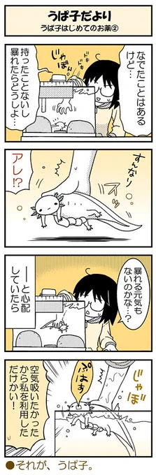 【うぱ子だより26】毎週水曜公開のウーパールーパー・うぱ子(6才)と飼い主のふんわり4コマ。うぱ子はじめてのお薬②。薬浴のために抱っこしてみたら・・・。 #うぱ子だより ■単行本も発売中です～(■ 