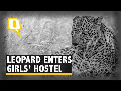 NextGTube's tweet photo. Shocking 😱😱😱

Watch: https://t.co/m2VhGws3id

#Leopard #AnimalAttack #Girl #Hostel #Dog #Mumbai https://t.co/V2jbM7feH7