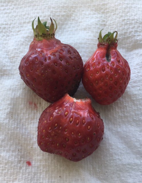 CHS_Ecoteam's tweet photo. @CHSPremisesTeam not quite enough to make jam yet but our first strawberries from the Secret garden @RHSSchools https://t.co/EXn1etl5LR