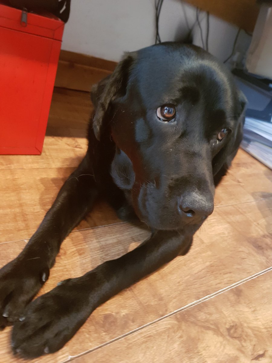 GrumpyDogCindy's tweet photo. https://t.co/Nvi9xJsHGX