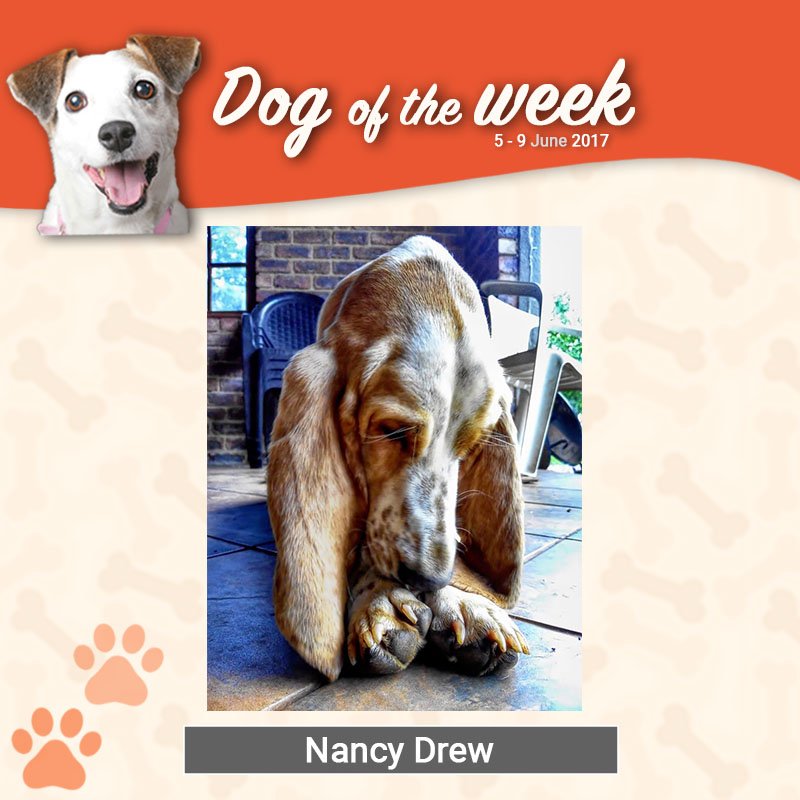 Beeno_ZA's tweet photo. The adorable Nancy Drew from SA Basset Adoptions managed to charm her way into being #BeenoDogOfTheWeek. Isn’t she precious ❤️? https://t.co/taSIml5sLS