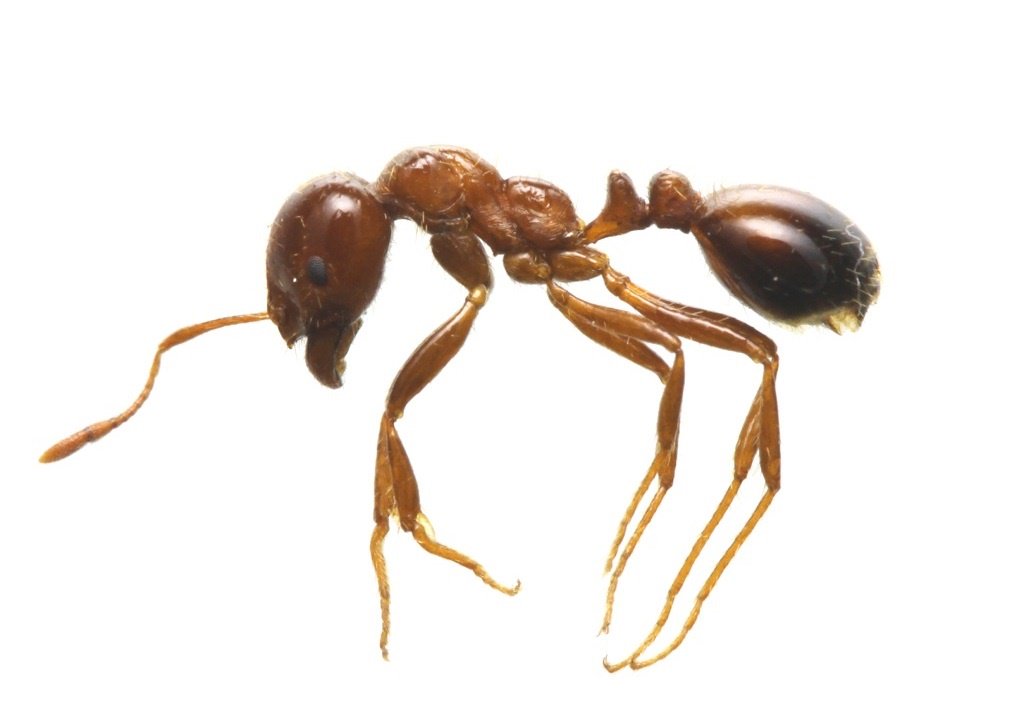 O Xrhsths 環境省 Sto Twitter 火蟻 ヒアリ の国内初確認 特定外来生物であるヒアリが国内 兵庫県 で初確認されました 今回確認されたものは全てくん蒸により駆除されていますが ヒアリは強い毒を持ち人を刺すため 見つけた場合は触らないようお願いします O Xrhsths 環境省 Sto Twitter 火蟻 ヒアリ の国内初確認 特定外来生物であるヒアリが国内 兵庫県 で初確認されました 今回確認されたものは全てくん蒸により駆除されていますが ヒアリは強い毒を持ち人を刺すため 見つけた場合は触らないようお願いします