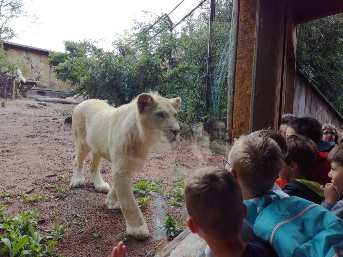 cp_ce_Mouzon's tweet photo. Au zoo, nous avons vu plein d'animaux et nous avons mangé près du vivarium. On est allés à la boutique souvenirs. Milo Maxence  EnzoC Eva https://t.co/jIDylSaNEE