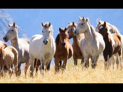 #horses National Geographic Documentary - Horses - Wildlife Animal - horsescentral.net/national-geogr… #RT #Retweet