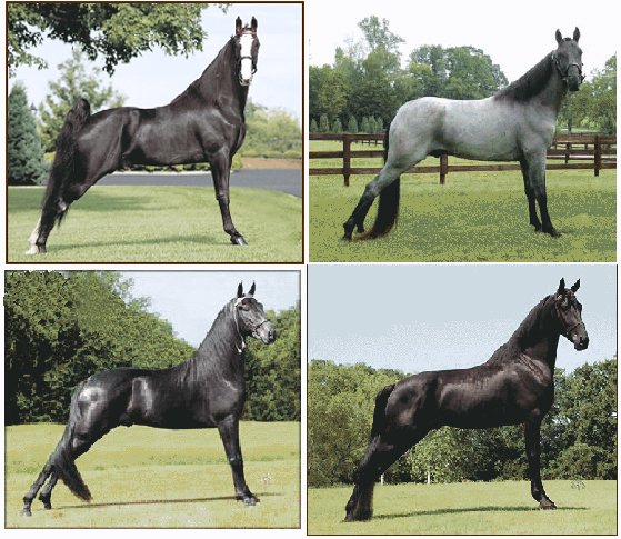 tokyosexwhale's tweet image. Horses being Tory bell-ends. #horsesbeingtorybellends