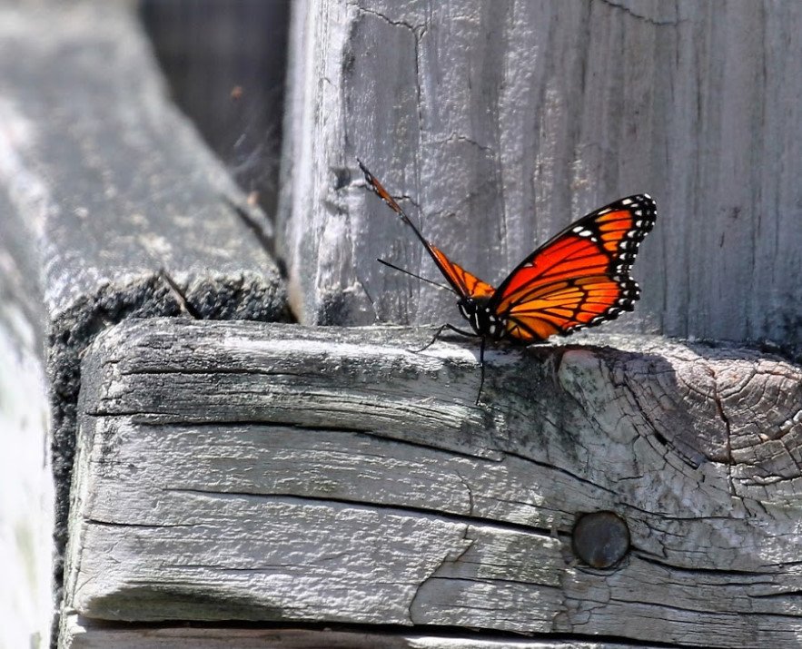 BianchiNRoma's tweet image. 🎈le sensazioni
        sono un volo 
           di farfalla.....