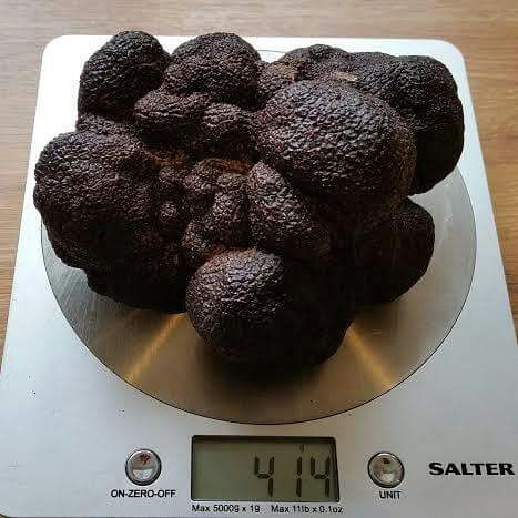snufflingswine's tweet image. Check out this enormous 414g Australian black winter truffle. It's a beast! #truffles #yyctrufflesupplier #ComingSoon