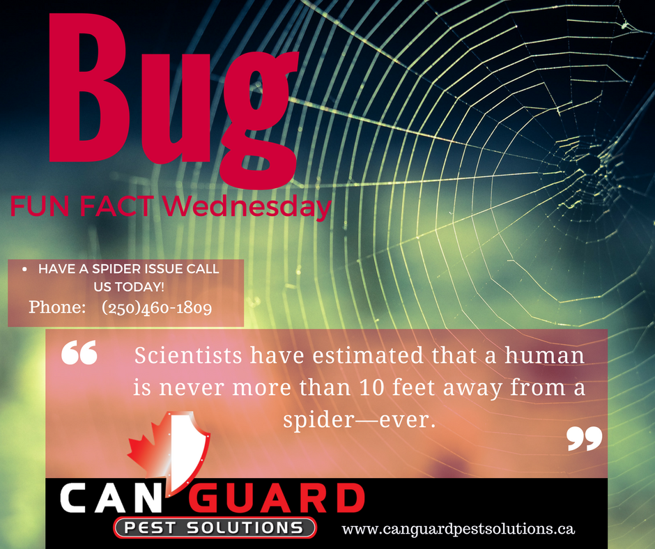 CanGuardPest's tweet photo. Fun Spider Fact: #PestControl #Commercial #Residential  #CanGuardPest #BC #Penticton #Peachland #West Kelowna  https://t.co/leyJ0bYUPR https://t.co/R8eaBejYWL