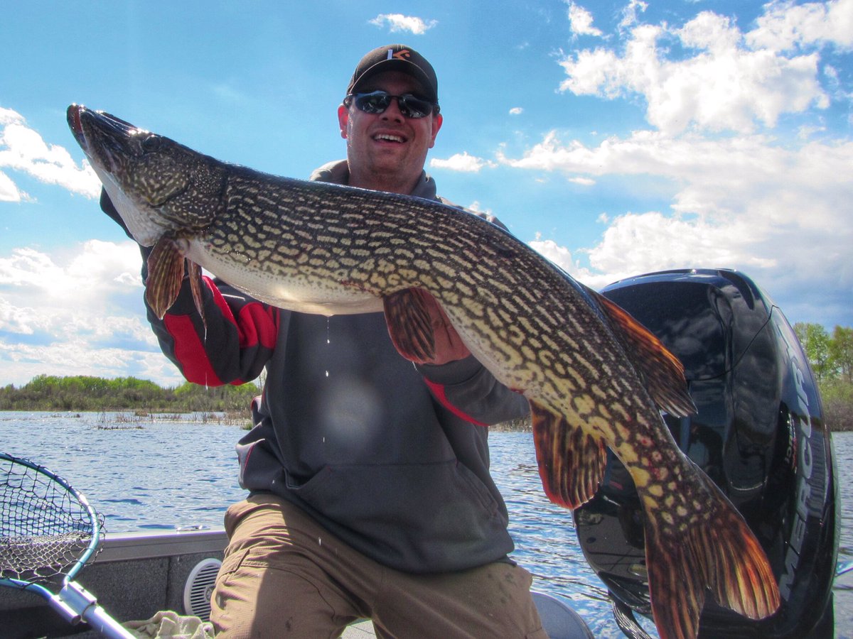 northangling's tweet image. A fat spring pike from northern @Saskatchewan.  #esox #fishing #catchandrelease #exploresask