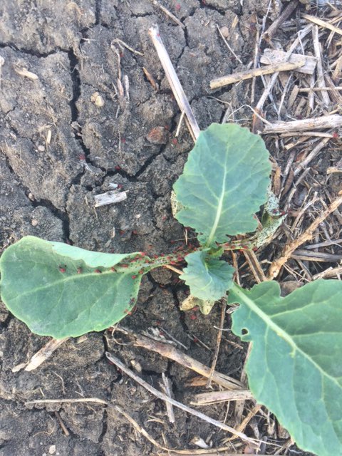 Kirk here from Weyburn. #abbugchat  Getting reports of these unidentifiable culprits in Moose Jaw/Regina area. Seem to be sucking insect.