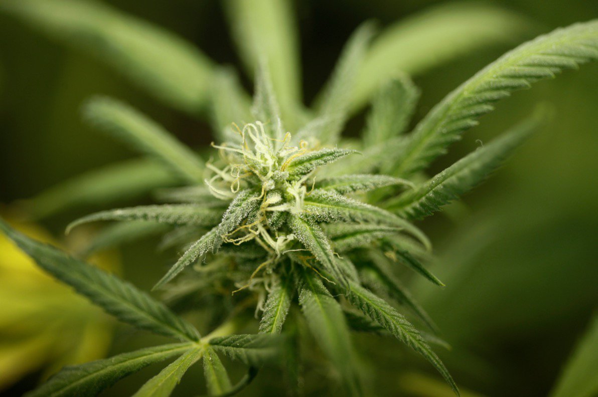 7 common mistakes to avoid when growing cannabis: bit.ly/2pZ1NdE