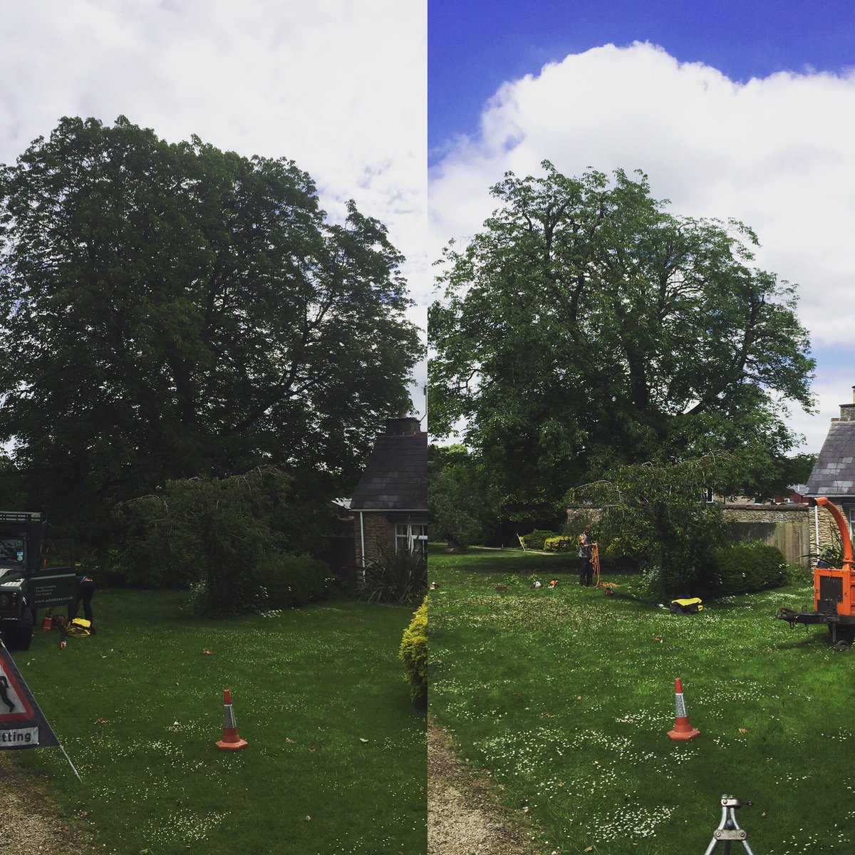 ADMTrees's tweet photo. Yellow Buckeye reduction today at @DenmanCollege before and after #treesurgery #admtrees #treesurgeon https://t.co/tlbygzAHn5