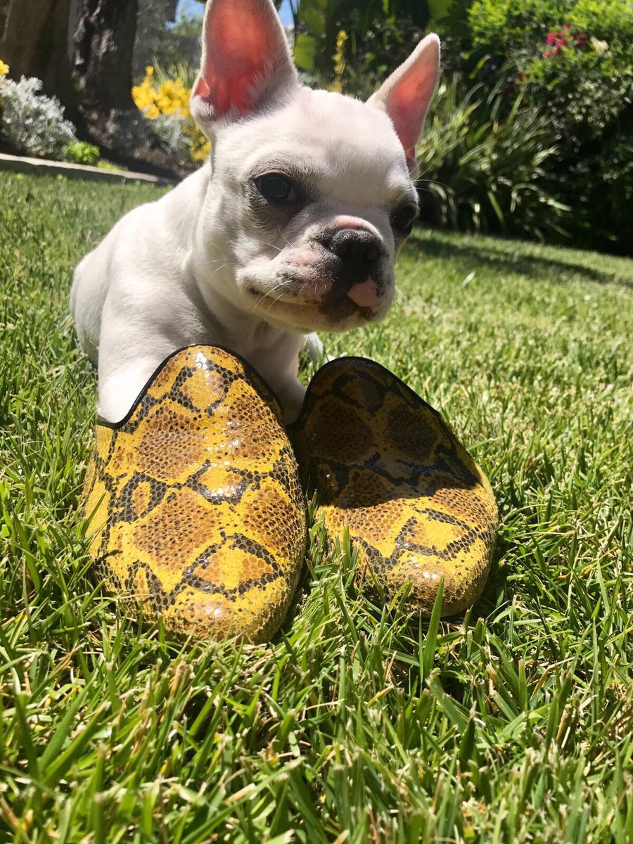 🐶💬In ❤️ with my Chatelles - Available online and in Paris store! #94RueduBac #ShineInFlats #Puppy #FrenchBulldog