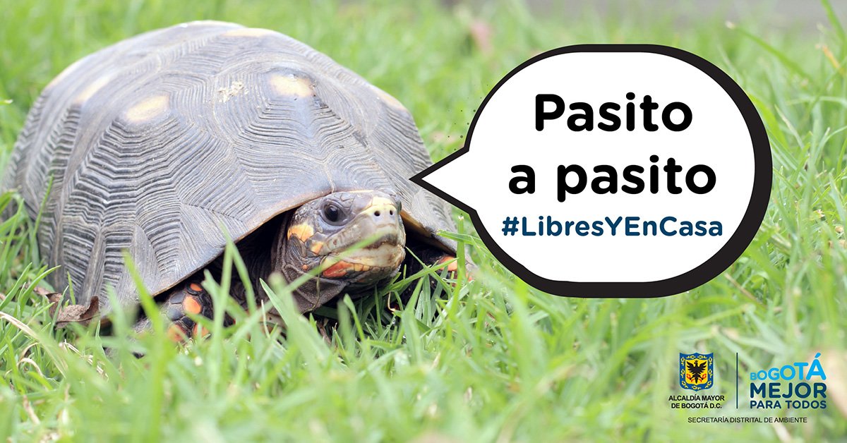JBotanicoBogota's tweet photo. Hoy más de 300 animales silvestres regresarán a su hábitat natural en el Ecoparque 'Los Besotes' en el departamento del Cesar #LibresYEnCasa https://t.co/47s9thYfQM