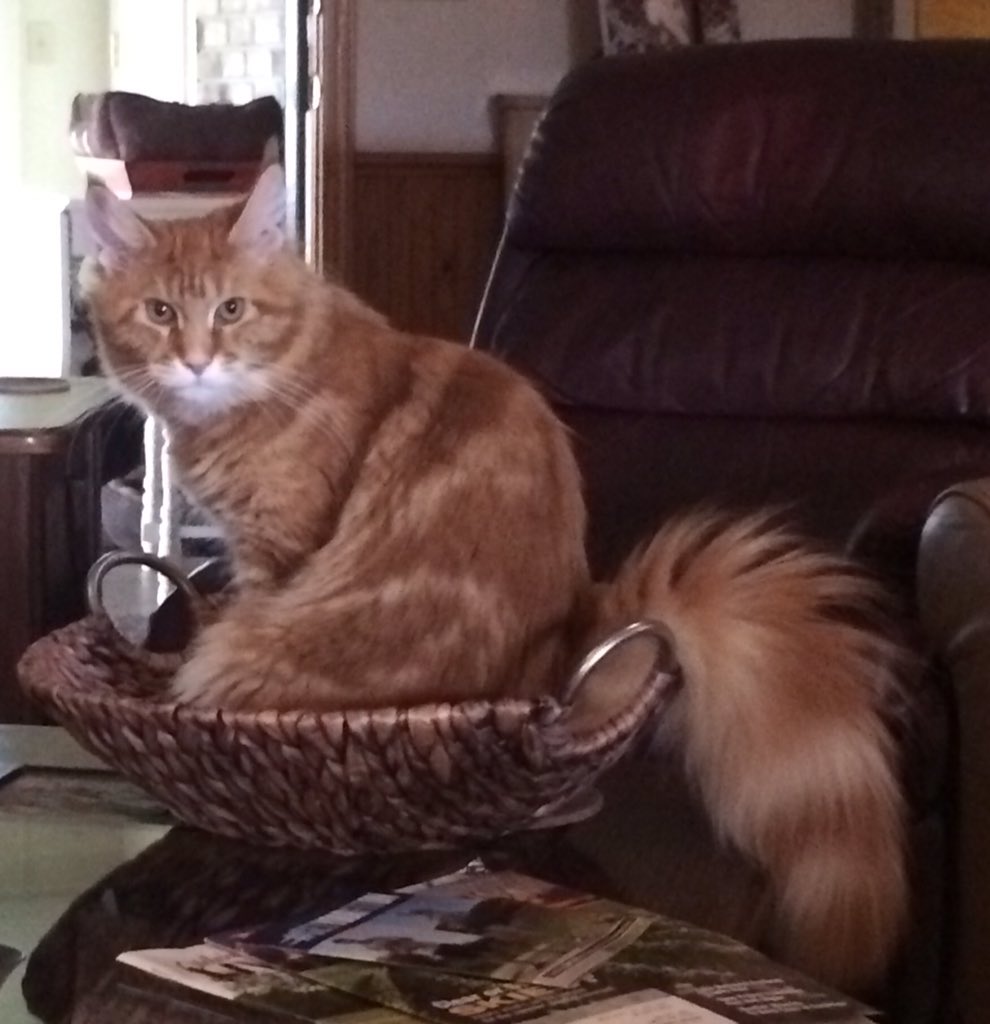 Tinkerbell approves of my new basket!