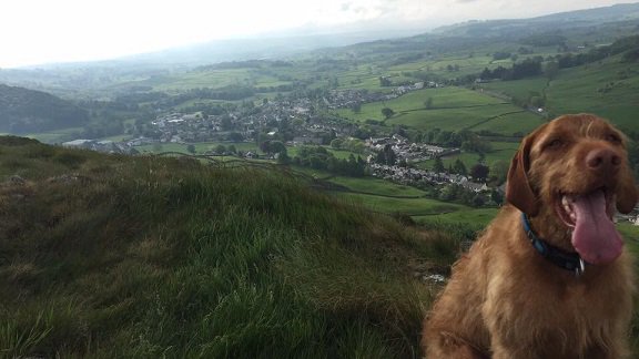 Eagle_Child's tweet photo. Lots of places to explore at the #LakeDistrict. Take your furry friend with you and stay with us. Dogs are more than welcome. :) https://t.co/hIUDiU0Gxy