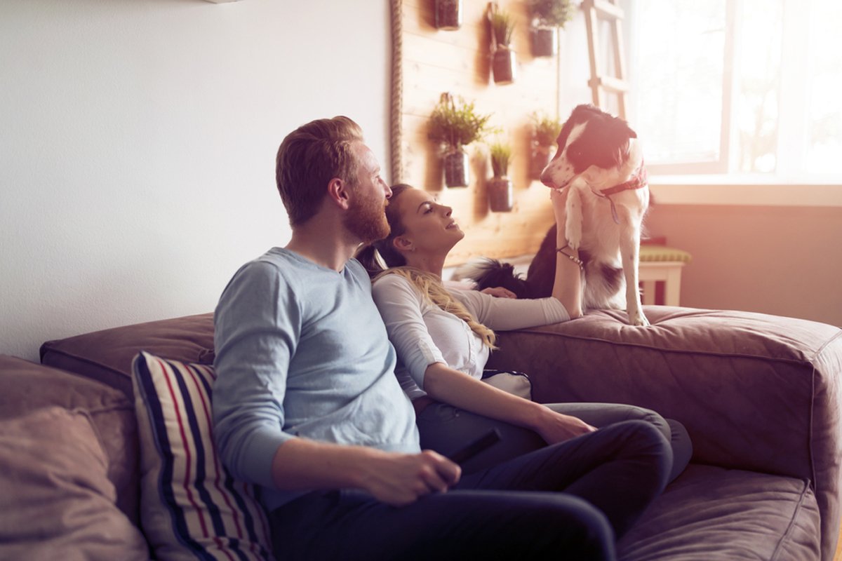 MGYCardiff's tweet photo. #SELLERS: Not everyone loves Rex as much as you do. #ViewingTips for #PetOwners https://t.co/eUnLOywd8L RT:@OnTheMarketCom #CardiffProperty https://t.co/JqeeH2pwu6