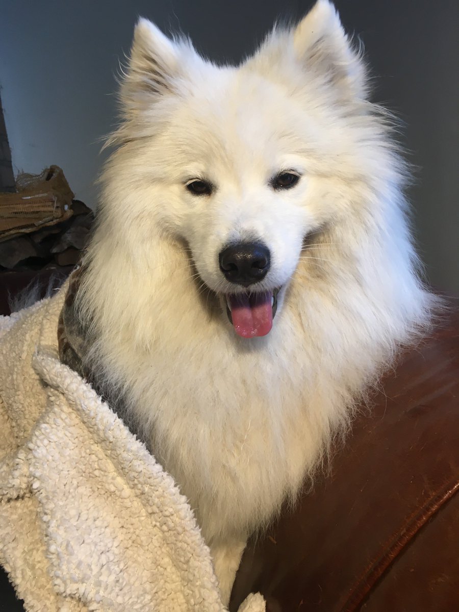spinning samoyed fur