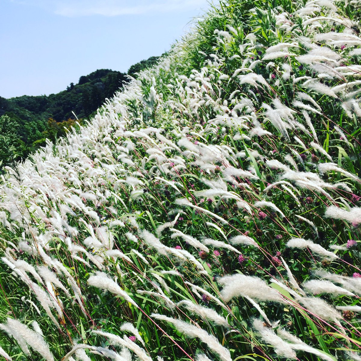 白い穂が綺麗な雑草チガヤ