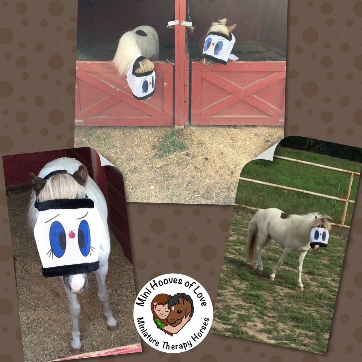 MHOLminis's tweet photo. #therapyhorses #Star #JazzBuddy #flymasks #fun https://t.co/fSgz8DfJiG