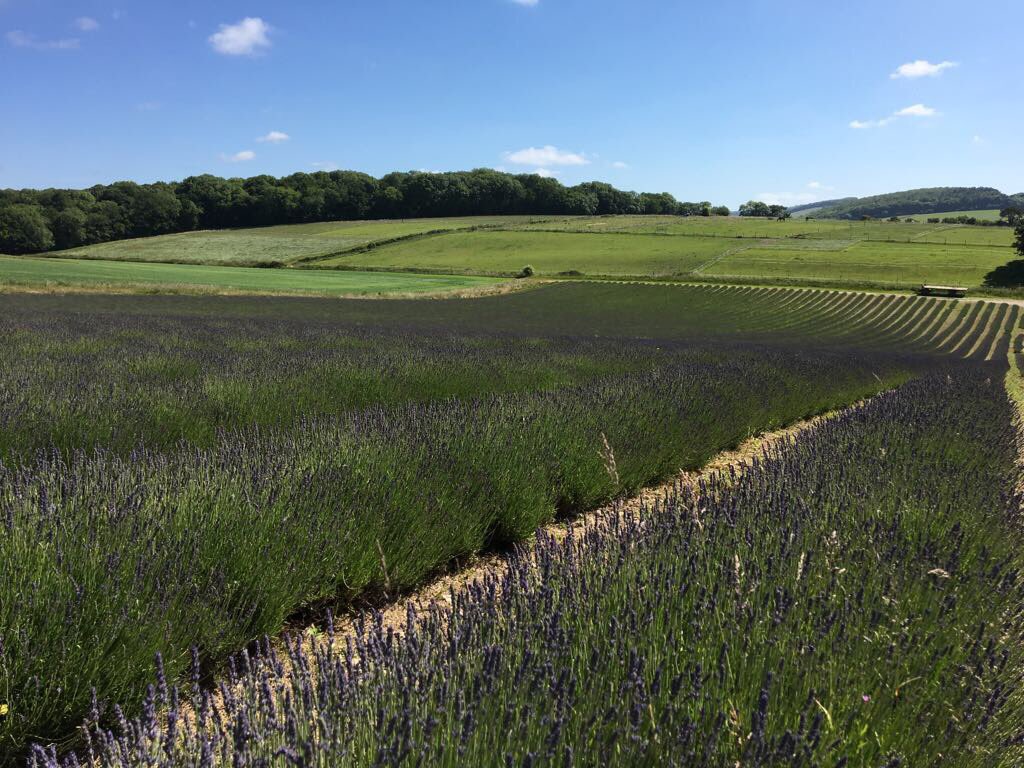 LordingtonFarm's tweet photo. The #lavender is starting to show its purple hue! Book Tickets for OPEN WEEK 10-16th July to see 4 yourself at https://t.co/Cuill7uDlt https://t.co/db5pJwD5yw