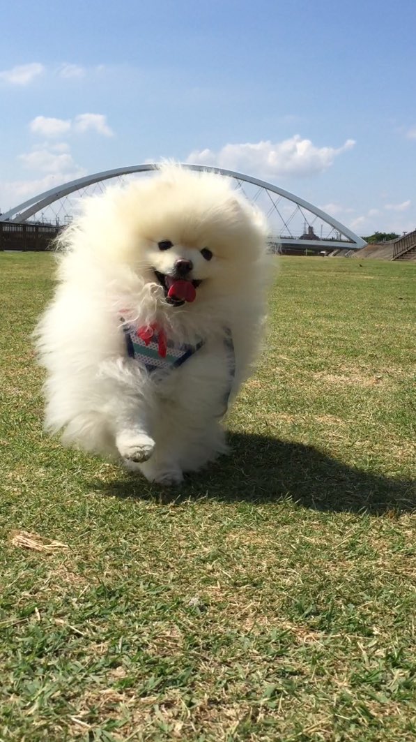 動物,犬,猫,しつけ,飼い方,育て方,病気,健康