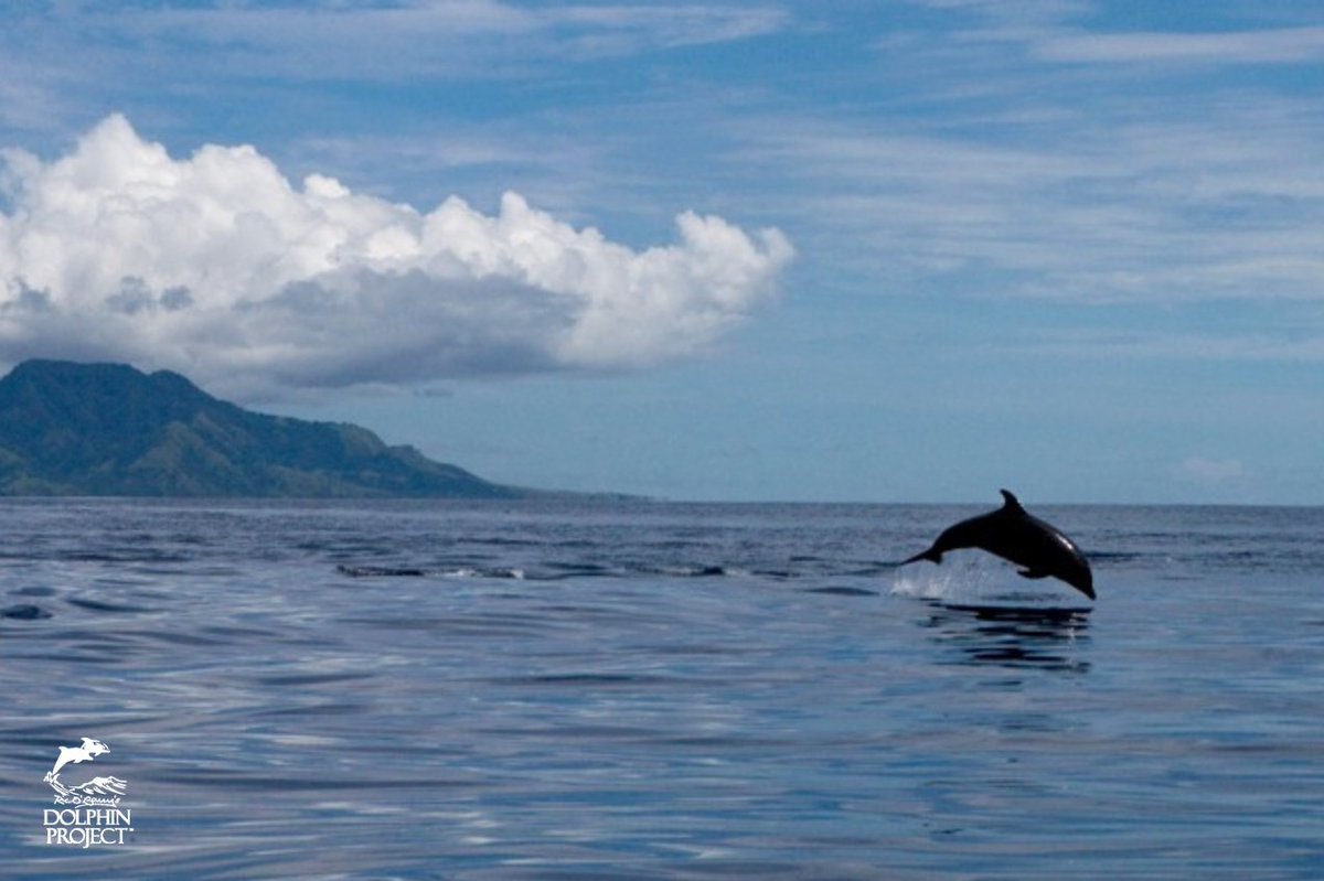 Dolphin Project (@dolphin_project) on Twitter photo It is a dolphin’s birthright to swim in a straight line in the ocean as far as its heart desires. ~ <a href="/RichardOBarry/">Richard O'Barry</a> 🐬🌊 #WildWednesday It is a dolphin’s birthright to swim in a straight line in the ocean as far as its heart desires. ~ <a href="/RichardOBarry/">Richard O'Barry</a> 🐬🌊 #WildWednesday