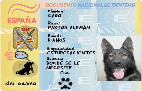 guardiacivil's tweet photo. Se llama Caro y tiene mucha energía ⚡, lleva 5 años olfateando droga junto al GC Romero, su inseparable compañero

Aquí tienes su DNI canino https://t.co/mFLqYzMtLR