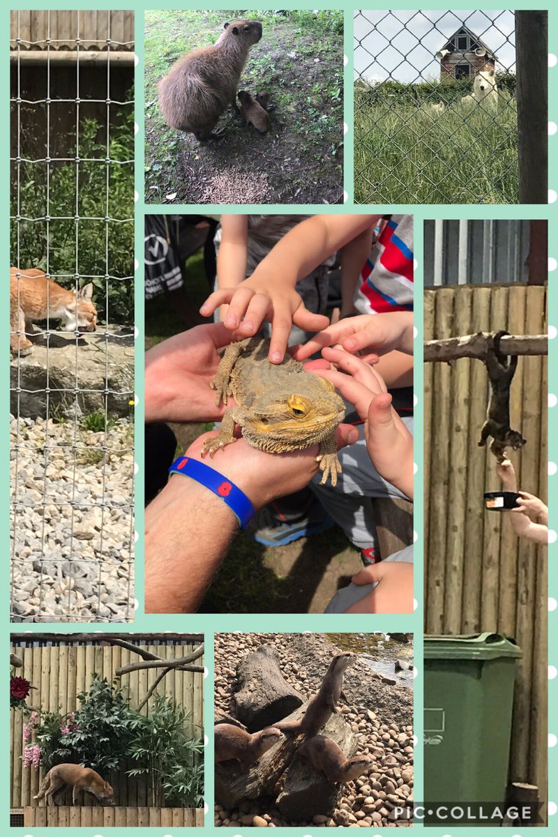 Harts_FS1's tweet photo. Here are just some of the amazing animals that we have seen. @hartsholmeacad #animals #fun https://t.co/hVfbHyvbFF