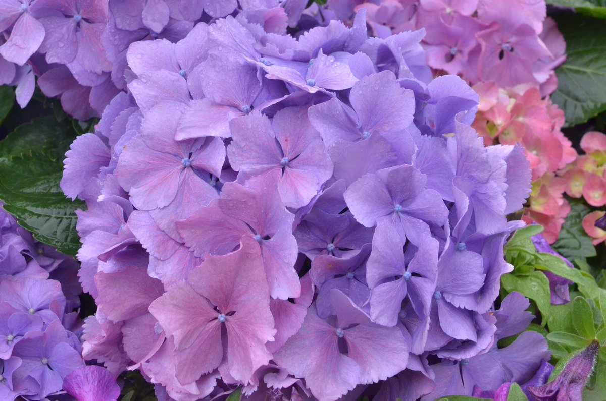 TapCE3's tweet photo. 🌸🌺🌸🌺🌸🌺🌸🌺🌸🌺#flower #Sustainable #conservation #treeadoptionprogram #photographer #naturelover #ecology https://t.co/LLQj0PvDxv